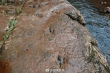河滩出现“脚印” 竟是一亿年前恐龙足迹.jpg